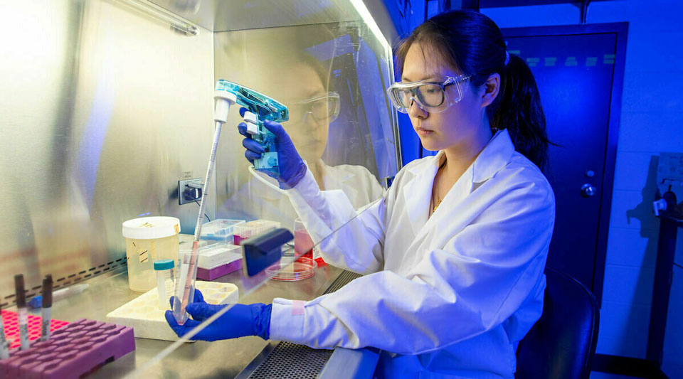 Yanting Luo '20 works in a lab in Galvin Life Science Center. (Photo by Barbara Johnston/University of Notre Dame)